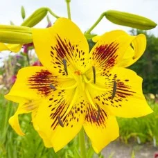 Liilia Yellow Bruse